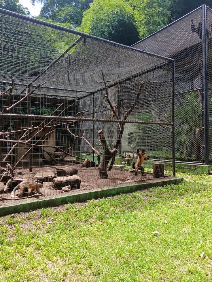 About, Premier Primates caring for young primates
