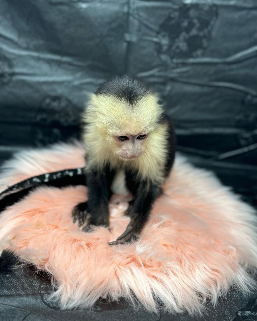 Ava Capuchin Monkey For Sale