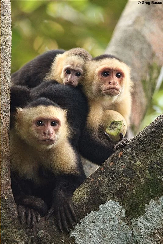 Capuchin Monkeys sale in florida