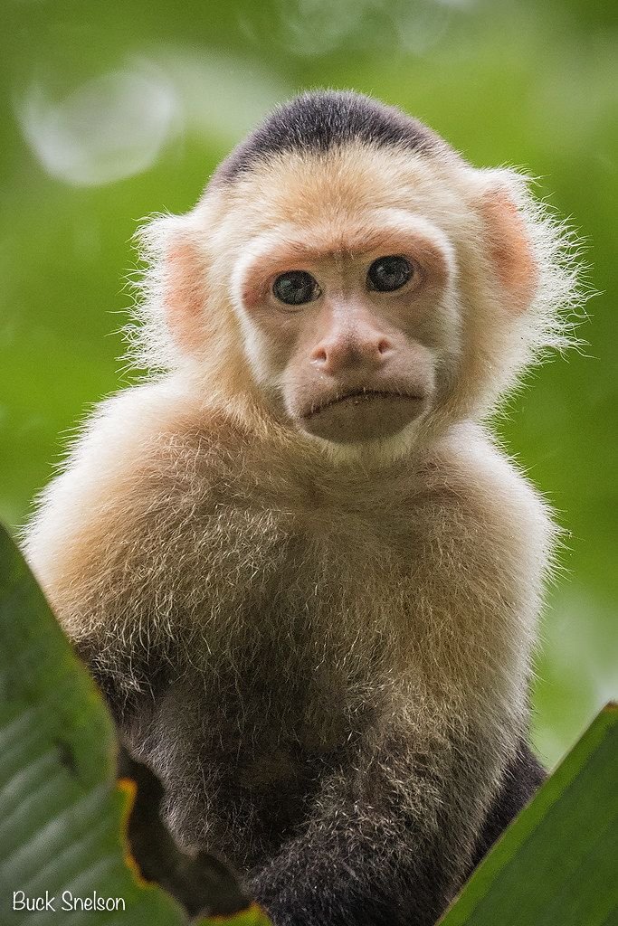 Capuchin Monkeys for sale,Available Primates for Sale