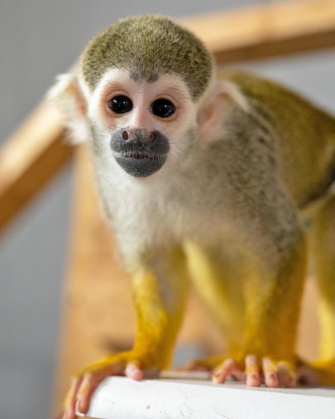 Squirrel Monkey