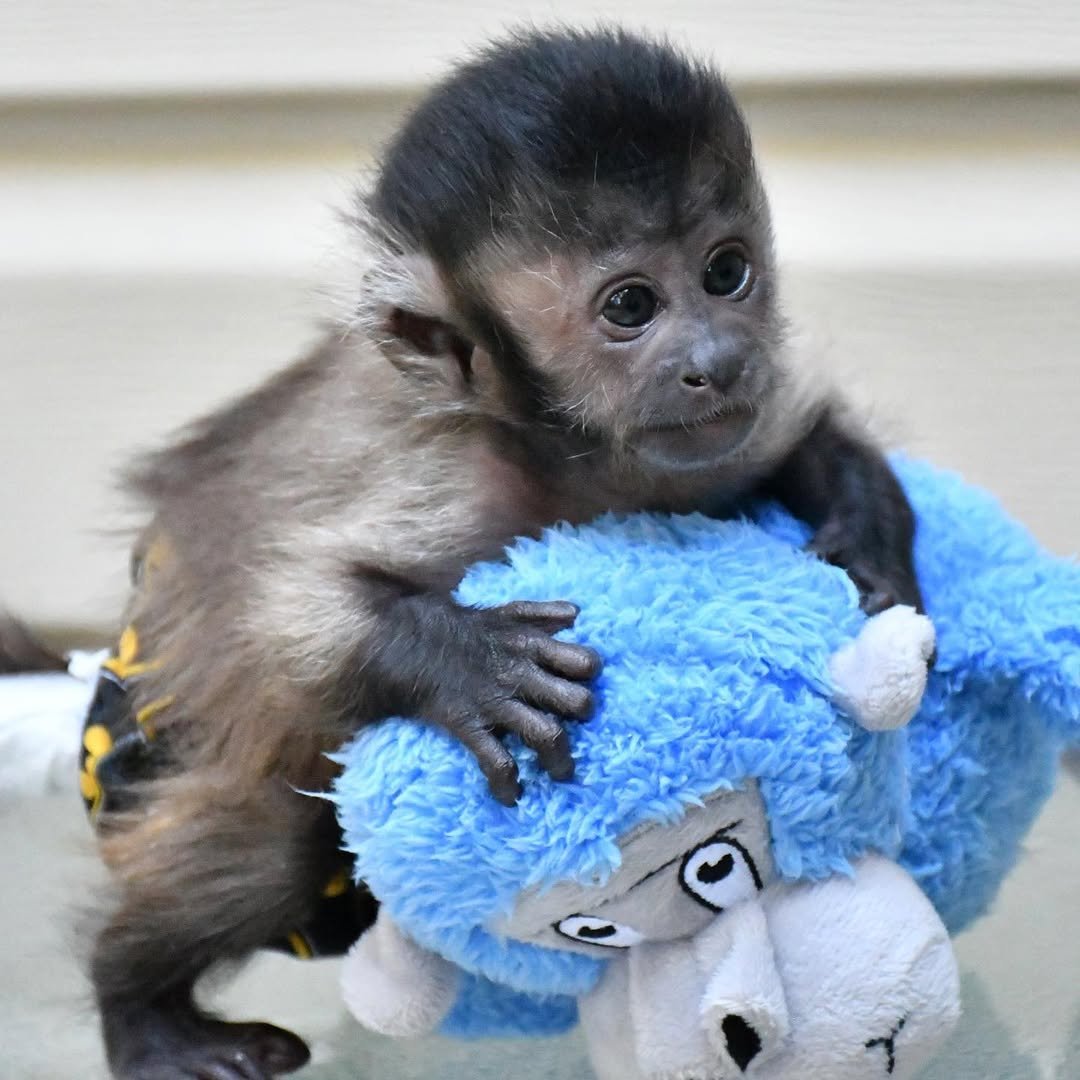 Kylo Capuchin Monkey for sale