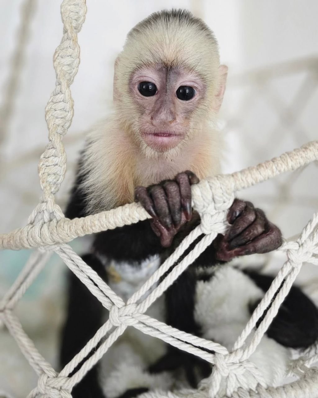 Lola Capuchin Monkey for sale