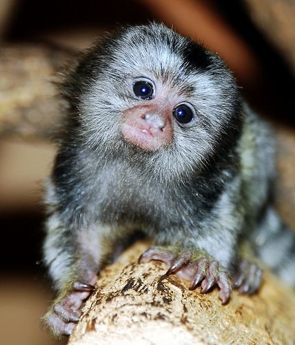 Marmoset Monkeys for sale in Florida