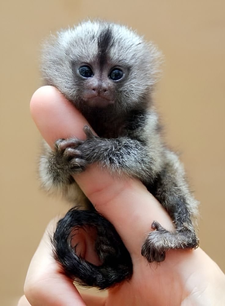 Available Primates for ,Marmoset Monkeys for sale