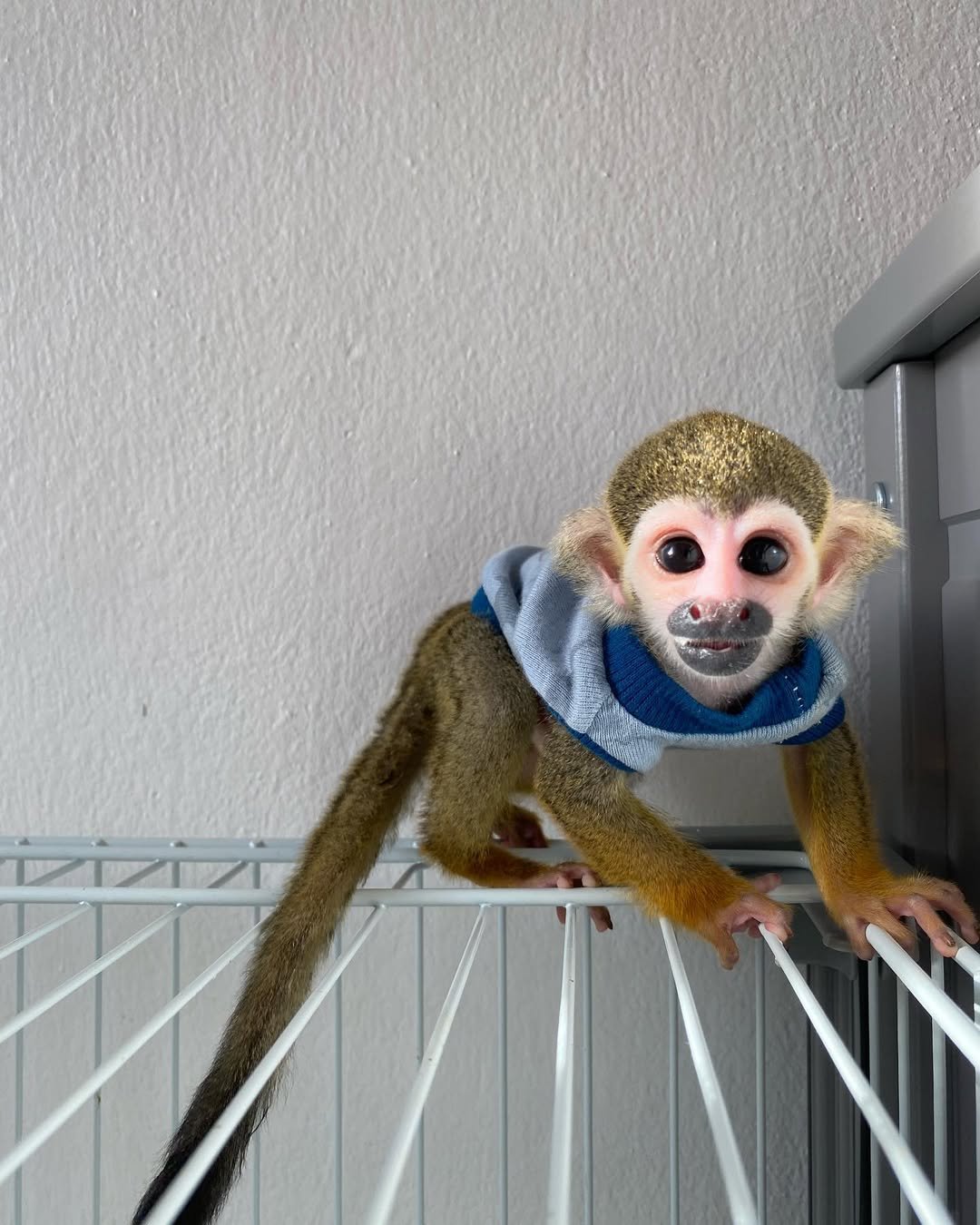 Squirrel Monkey