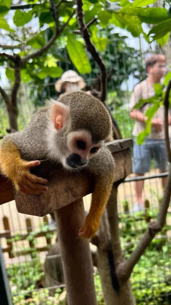 Primates for Sale