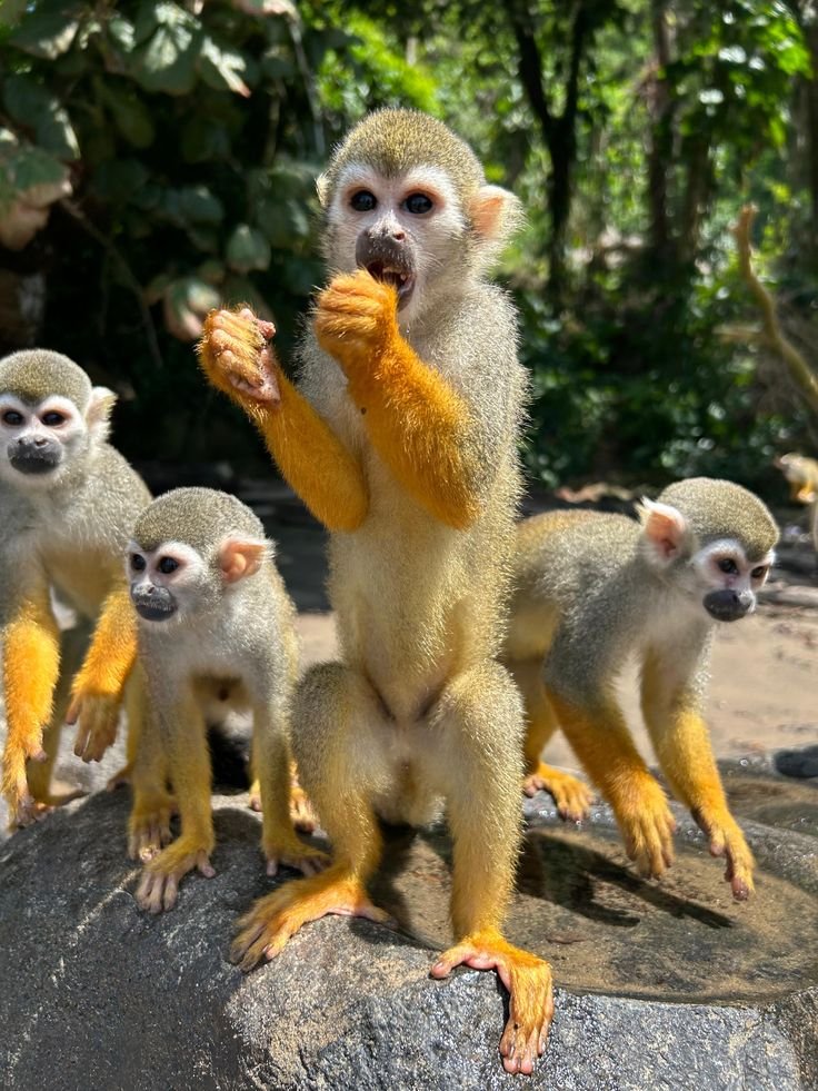 Squirrel Monkeys for sale in Florida