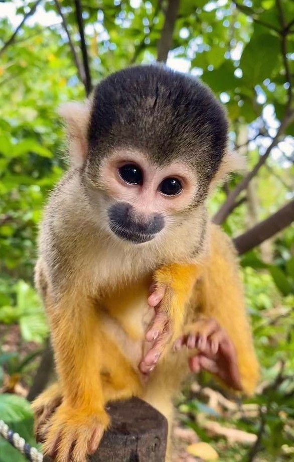 Squirrel Monkeys for sale, Available Primates for Sale