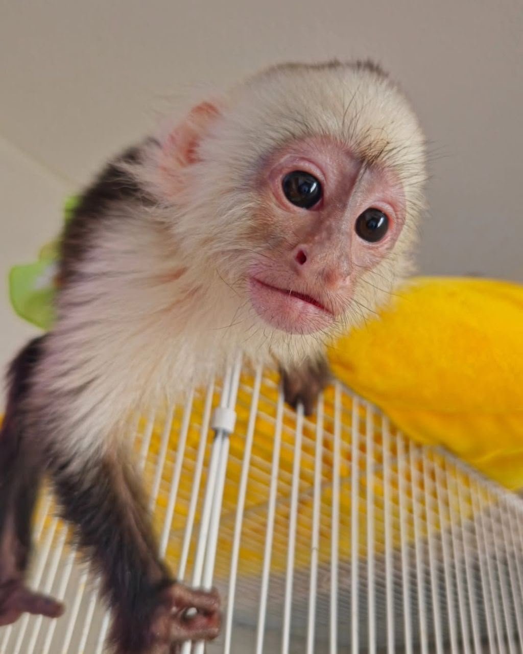 capuchin for sale, Lola available young capuchin monkey